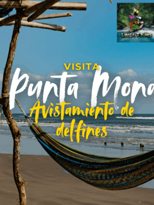 🌊 Tour: Avistamiento de Delfines y Punta Mona